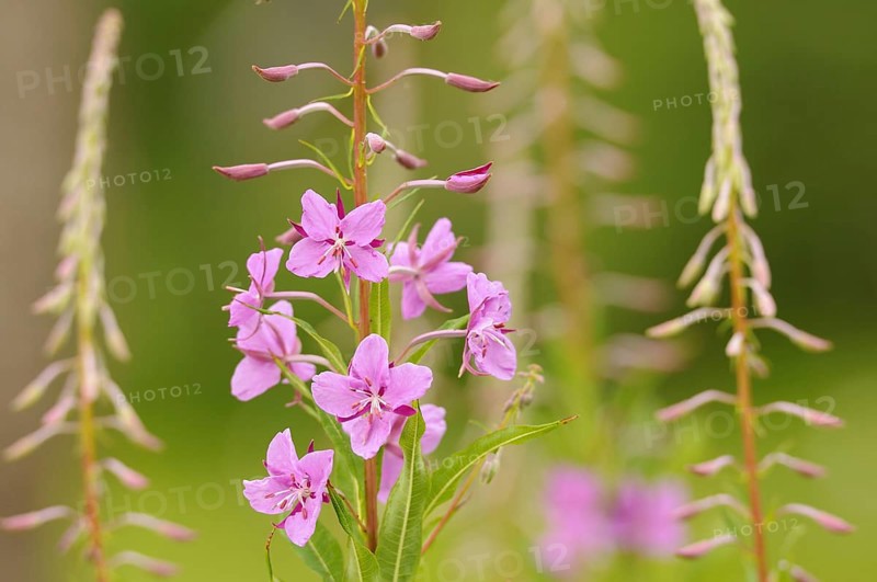 Chamerion angustifolium