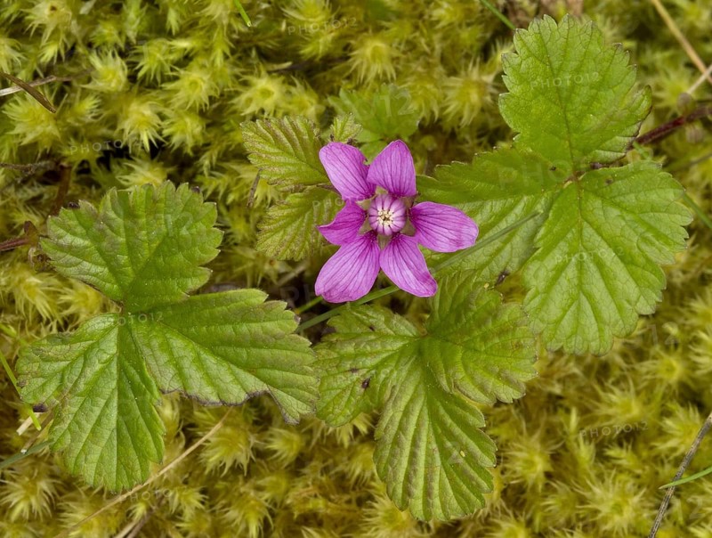 Arctic raspberry