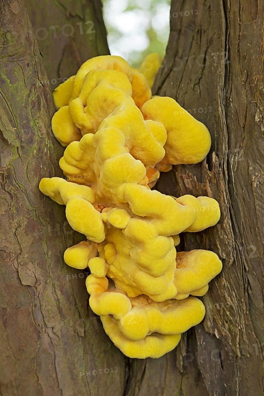 Fruiting bodies of chickenwood