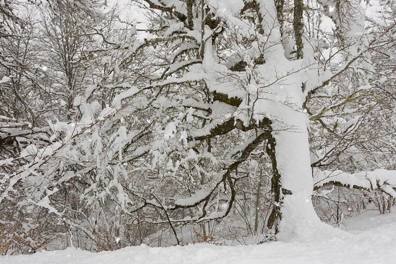 Common common beech