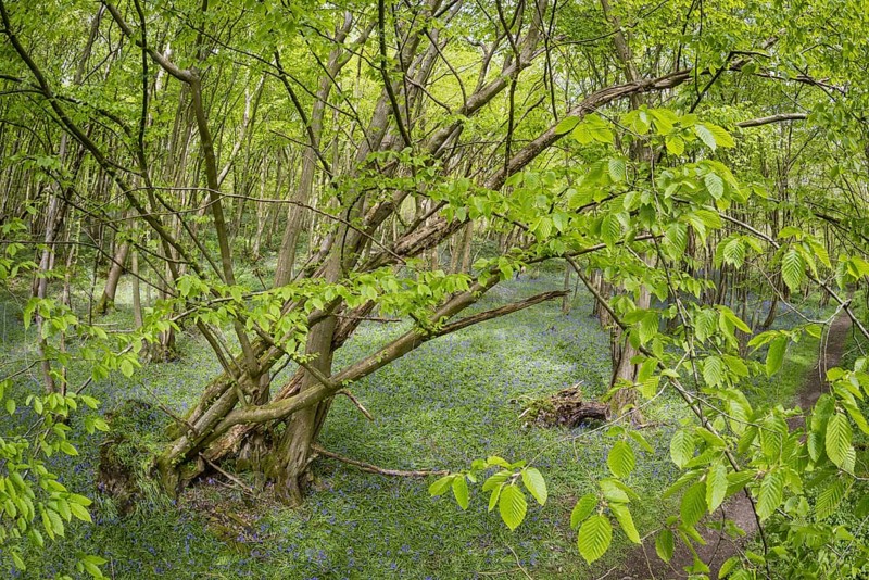 Common european hornbeam