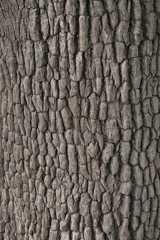 Bark of the Leadwood tree
