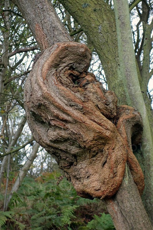 Hawthorn
