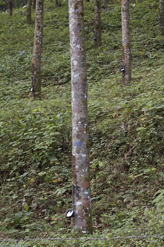 Siphonia brasiliensis