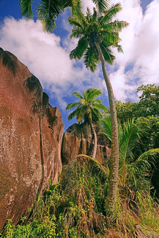 Palm trees and granite rocks on the dream beach Source d'Argent
