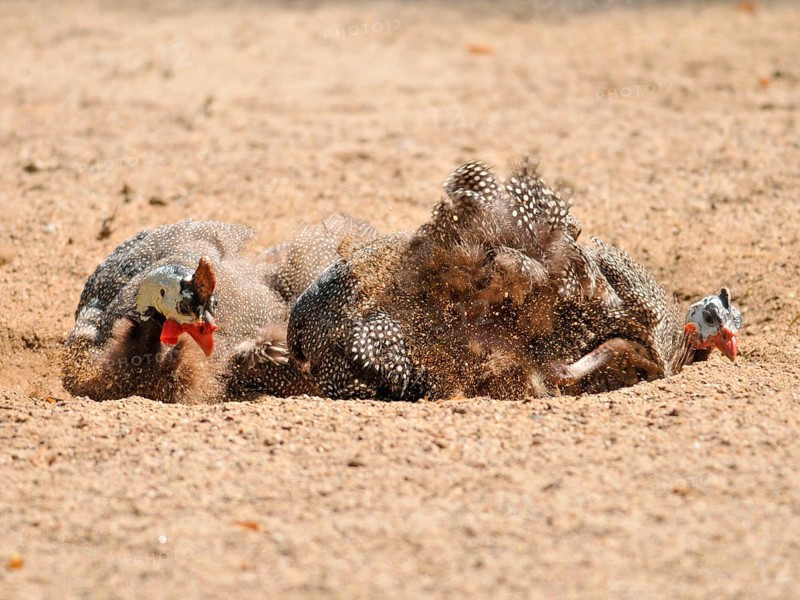 Helmeted guineafowl