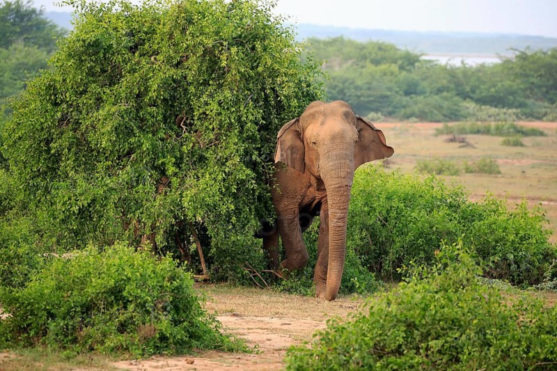 Sri lankan elephant