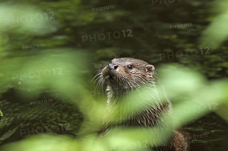 European otter