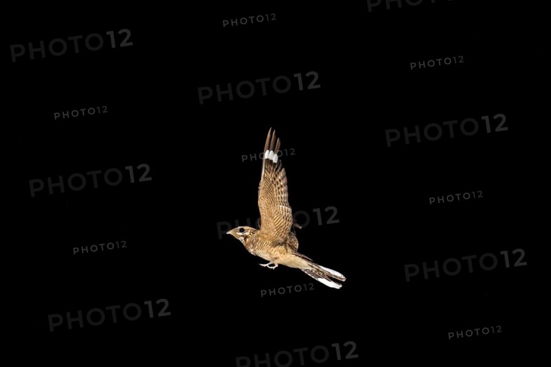Red-necked nightjar