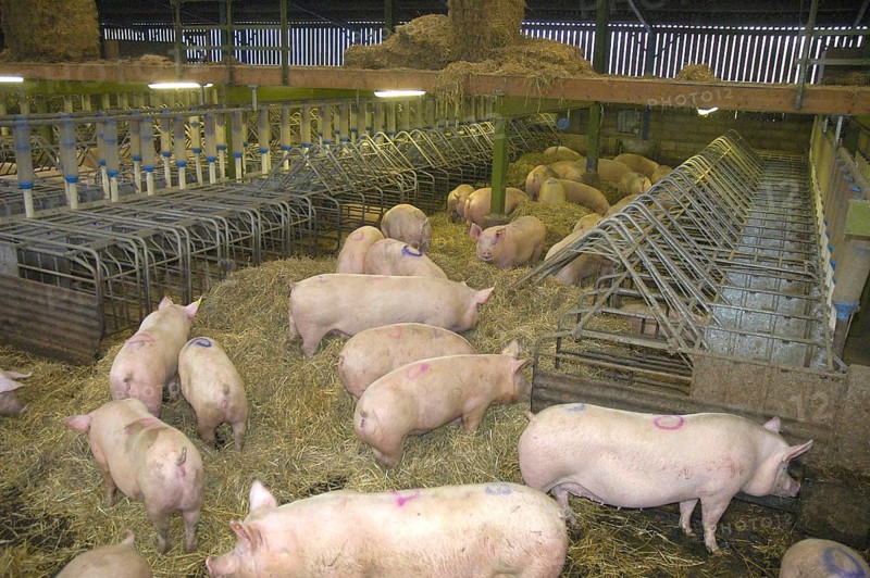 Domestic pig