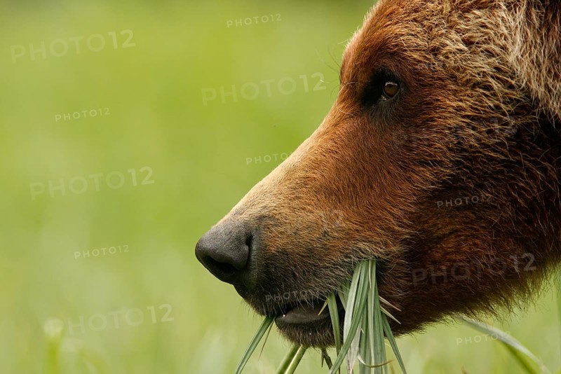 Grizzly Bear