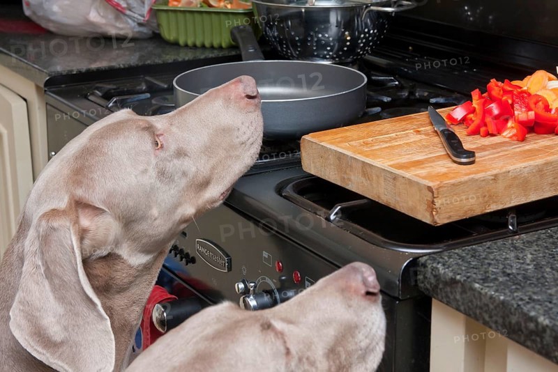 Domestic dog