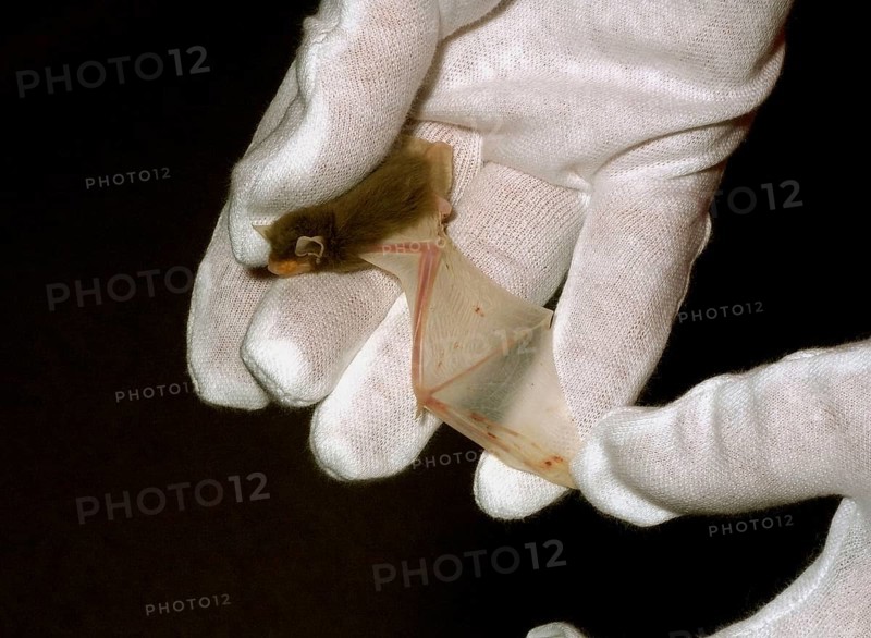 Common Pipistrelle