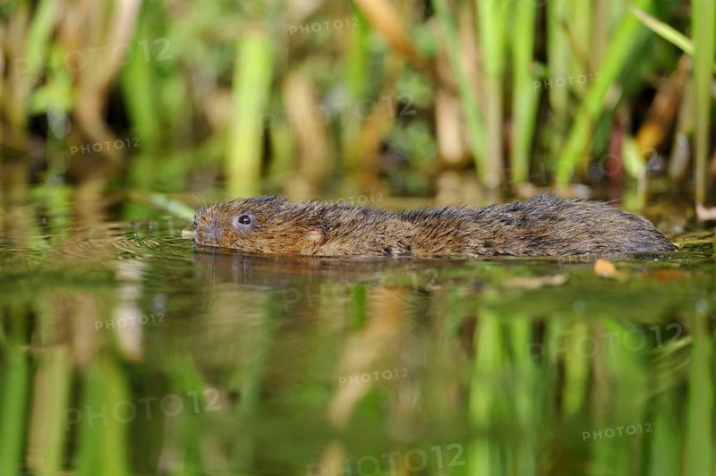 Eastern vole