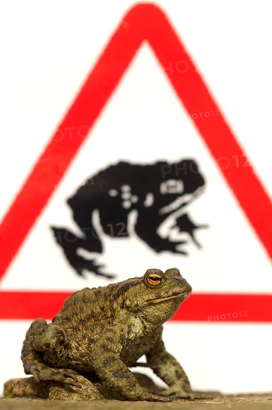 Common Toad