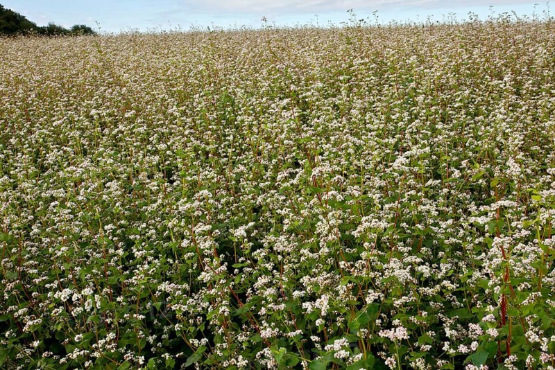 Common buckwheat