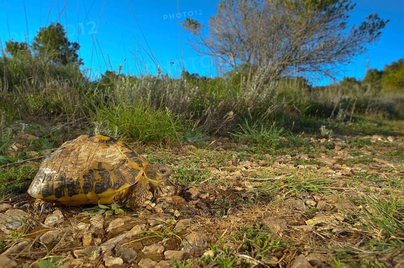 Greek tortoise