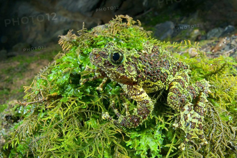 Vietnamese Moss Frog