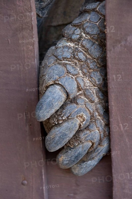 Testudo elephantopus