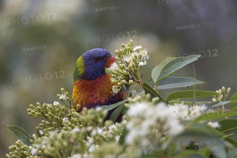 Coconut lorikeet