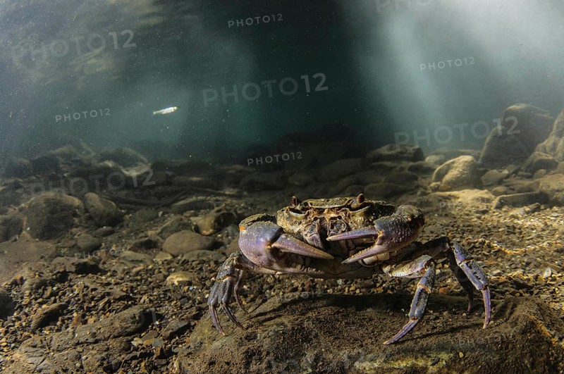 Freshwater Crab