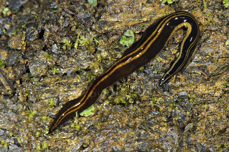 Giant land planarian