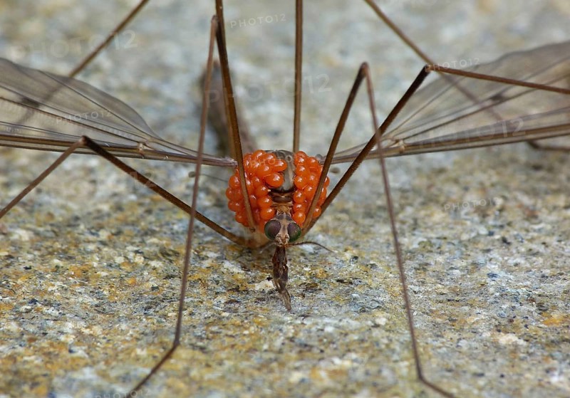 Cranefly