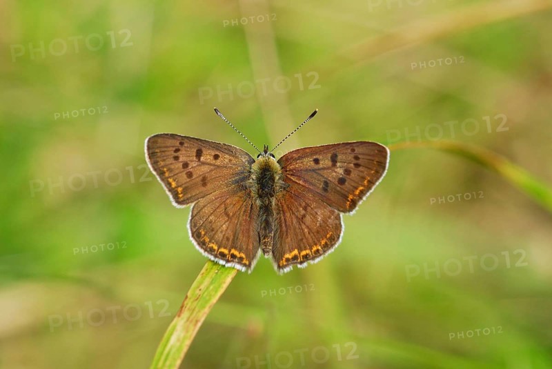 Sooty Copper