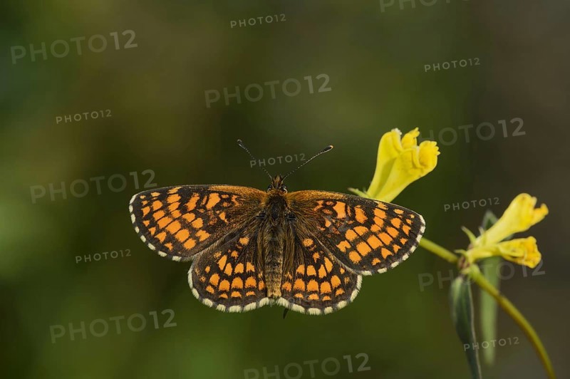 Heath fritillary