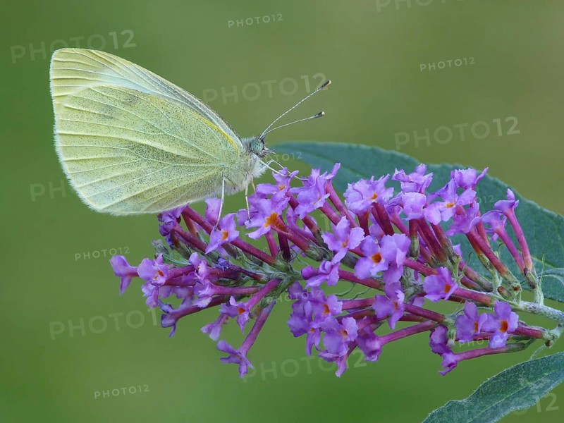 Small white