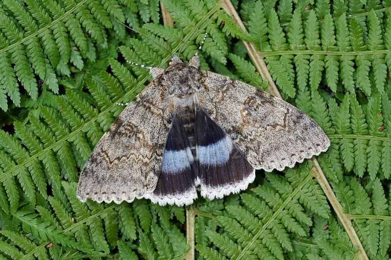 Blue underwing