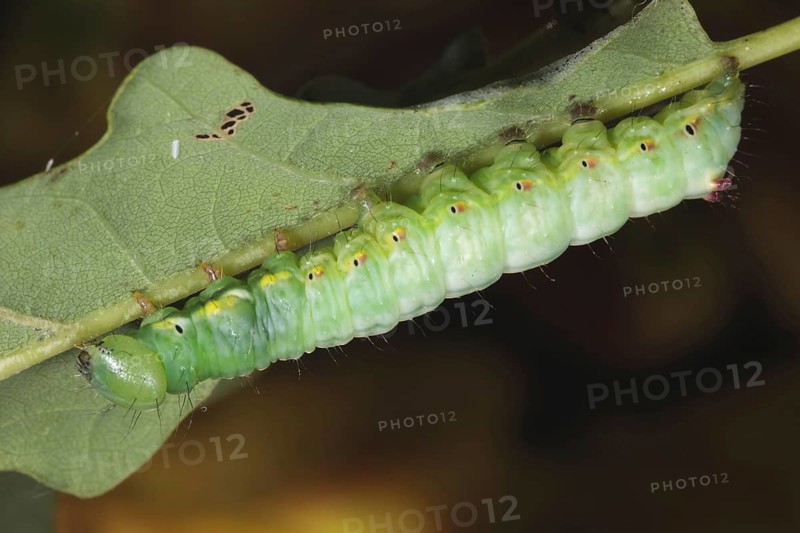Coxcomb prominent