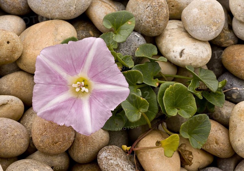 Sea Bindweed