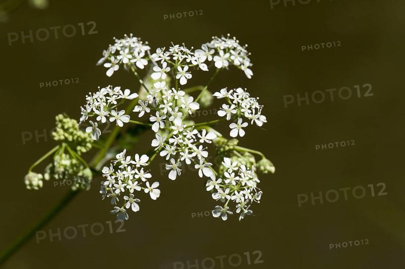 Cow Parsley