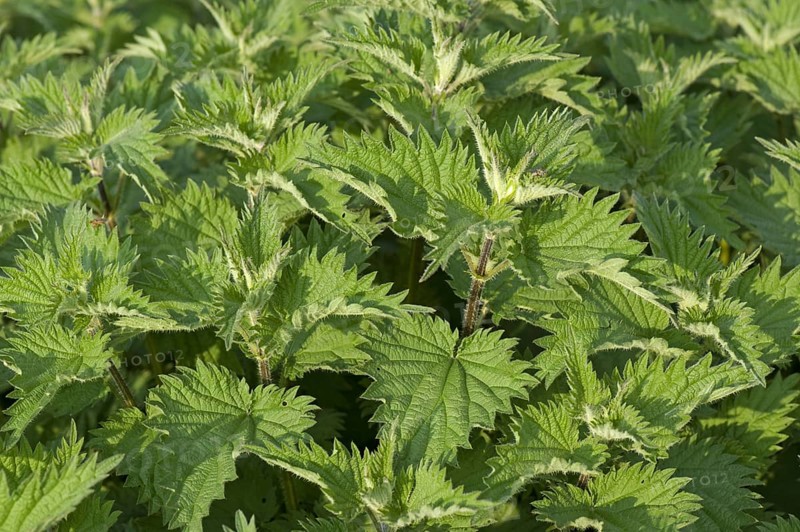 Stinging nettle