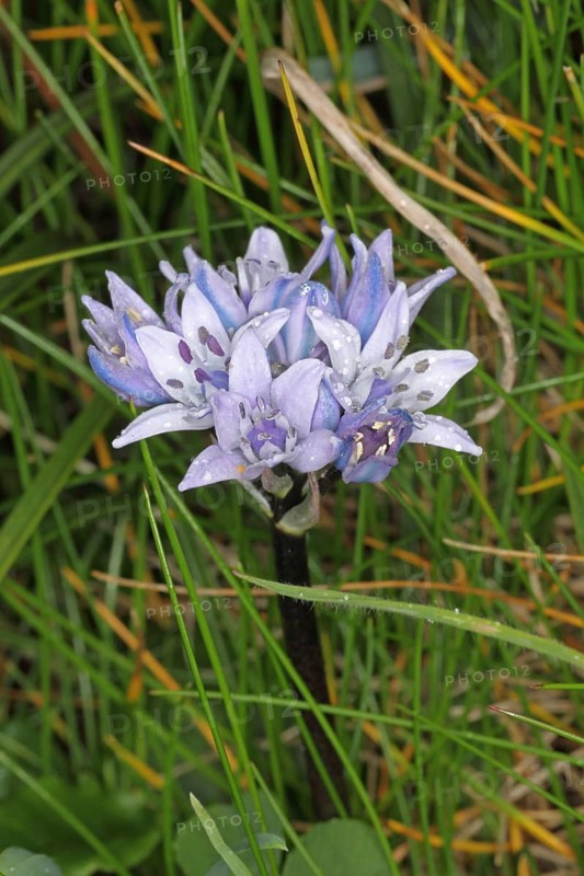 Spring Squill