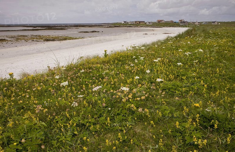 Kidney vetch Balranald