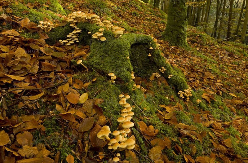 Sulphur Tuft