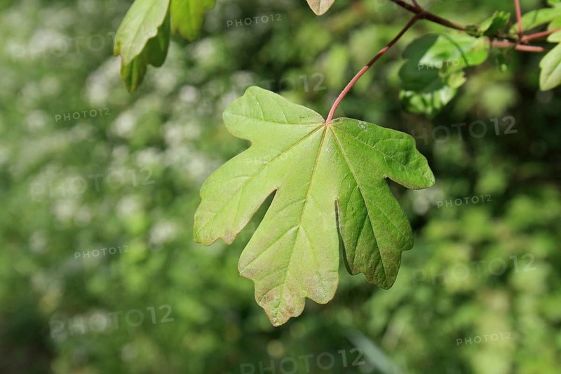 Field maple