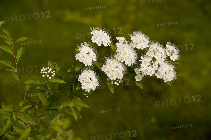 Elm-leaved elm-leaved spirea