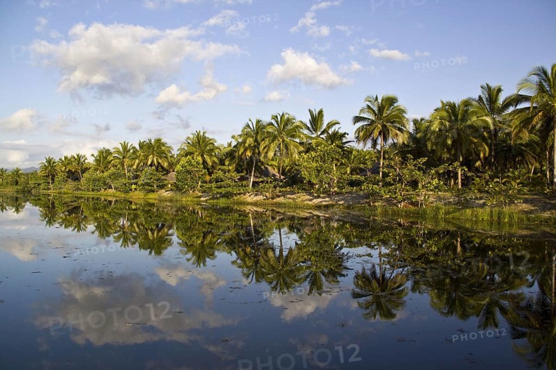 Coconut plantation near Fort Dauphin