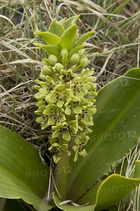 Dwarf Pineapple Lily