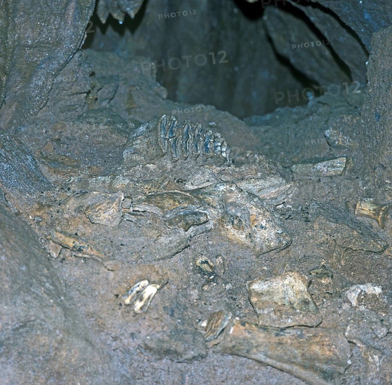 Fossils Show Tooth of Baby Straight Tusk Elephant/William Pengell Cave