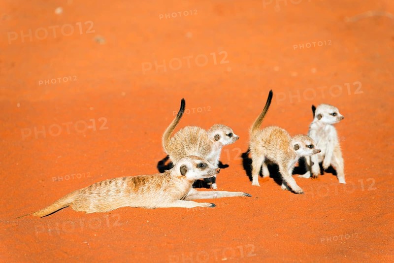 Meerkat