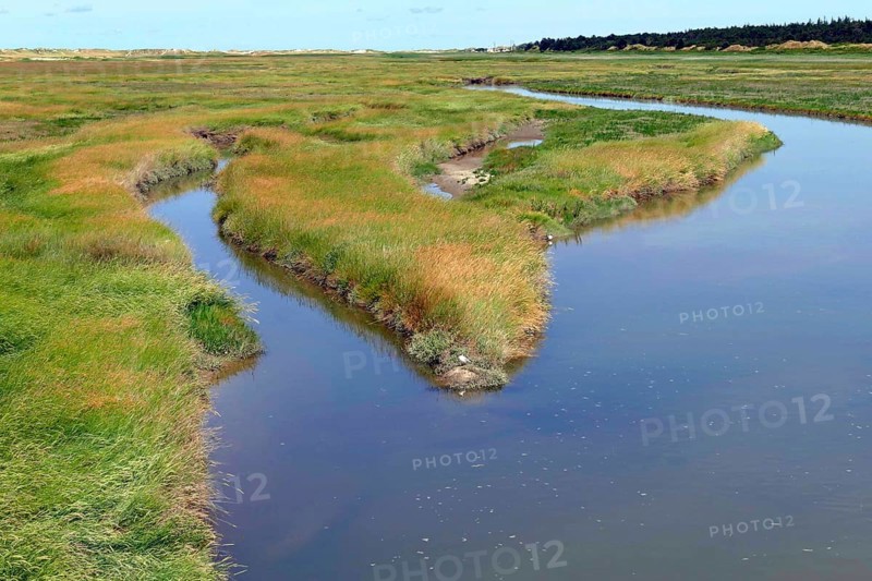 Salt marshes and tidal flats