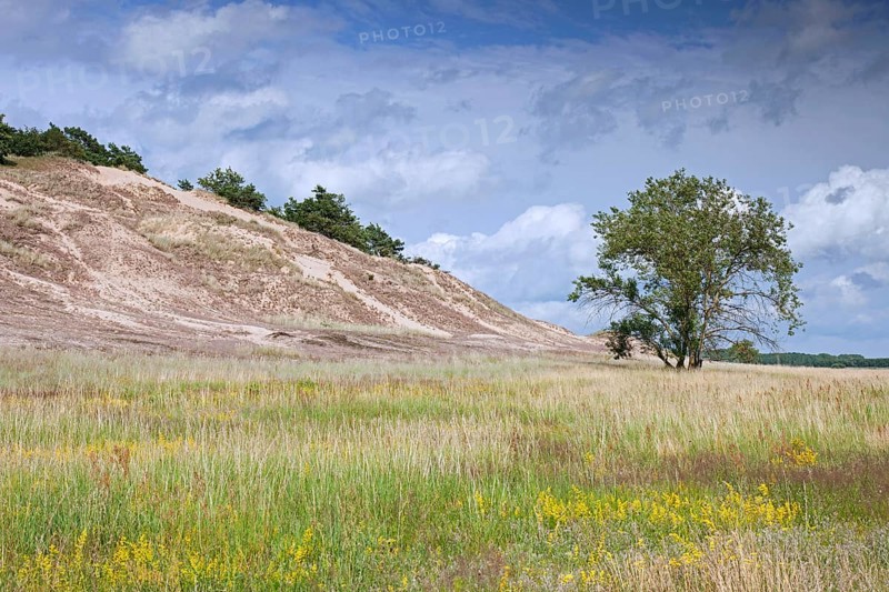 Inland dunes near Klein Schmoelen on the Elbe