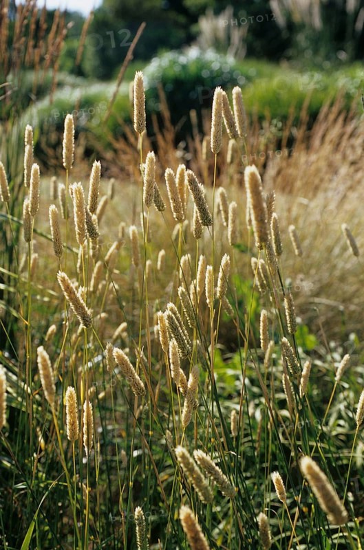 Bulbous Glossy Grass