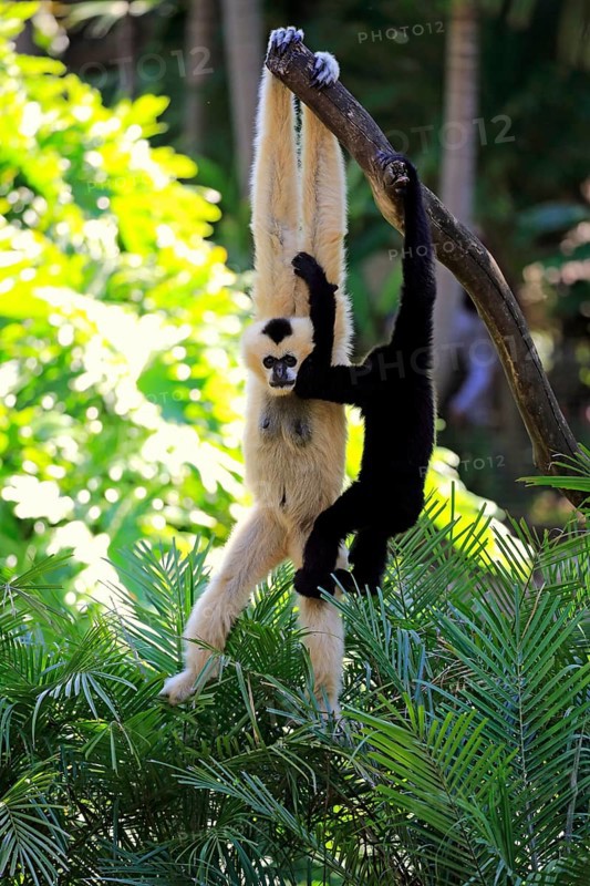 Northern white-cheeked gibbon