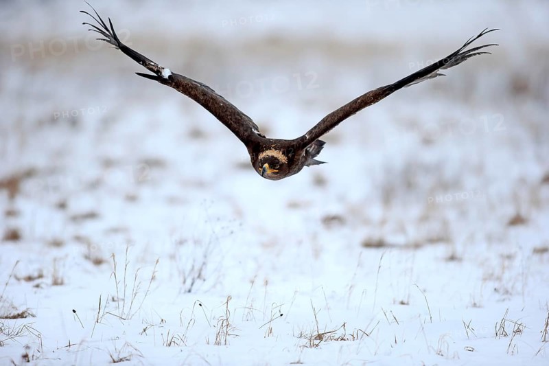 Steppe eagle