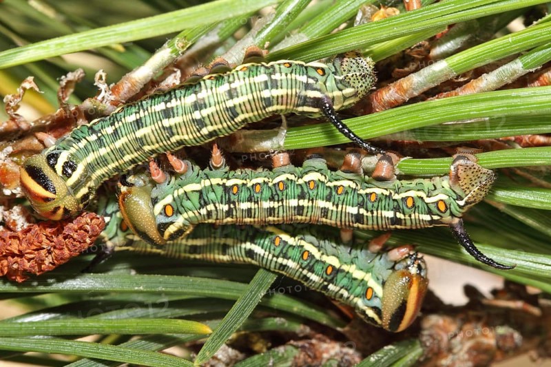 Pine Hawk Moth